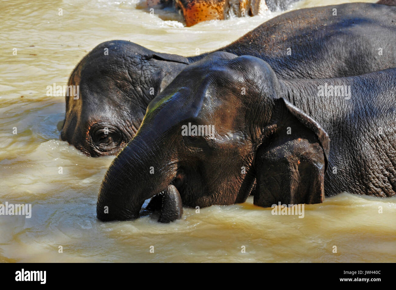 Elephants are the largest living land animals on Earth today Stock Photo - Alamy Elephants are the largest living land animals on Earth today Stock Photo - Alamy