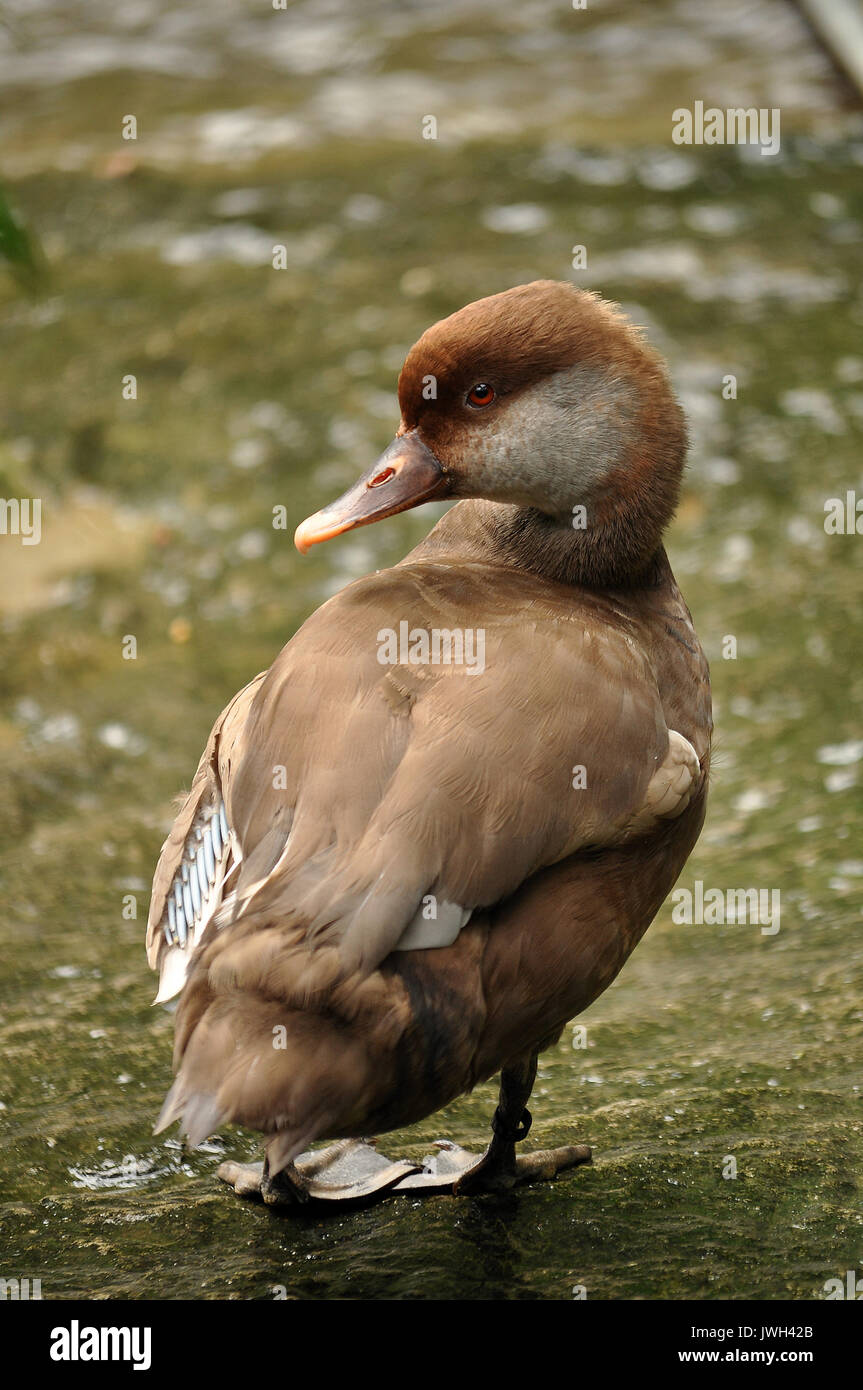 Duck is the common name for a large number of species in the Anatidae ...