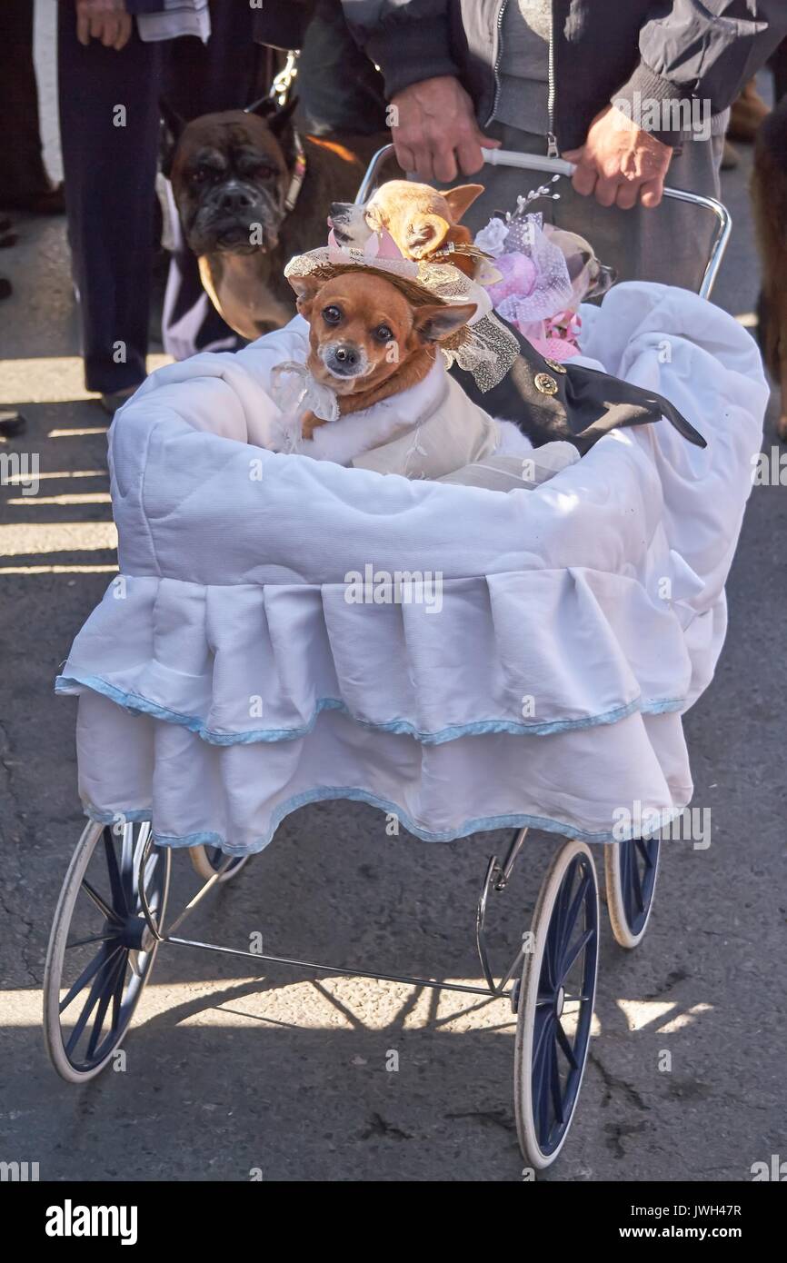 dog in baby carriage