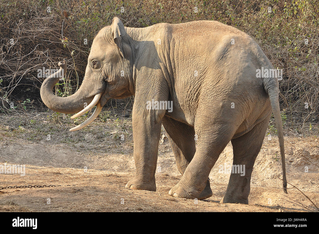 Elephants are the largest living land animals on Earth today Stock Photo -  Alamy