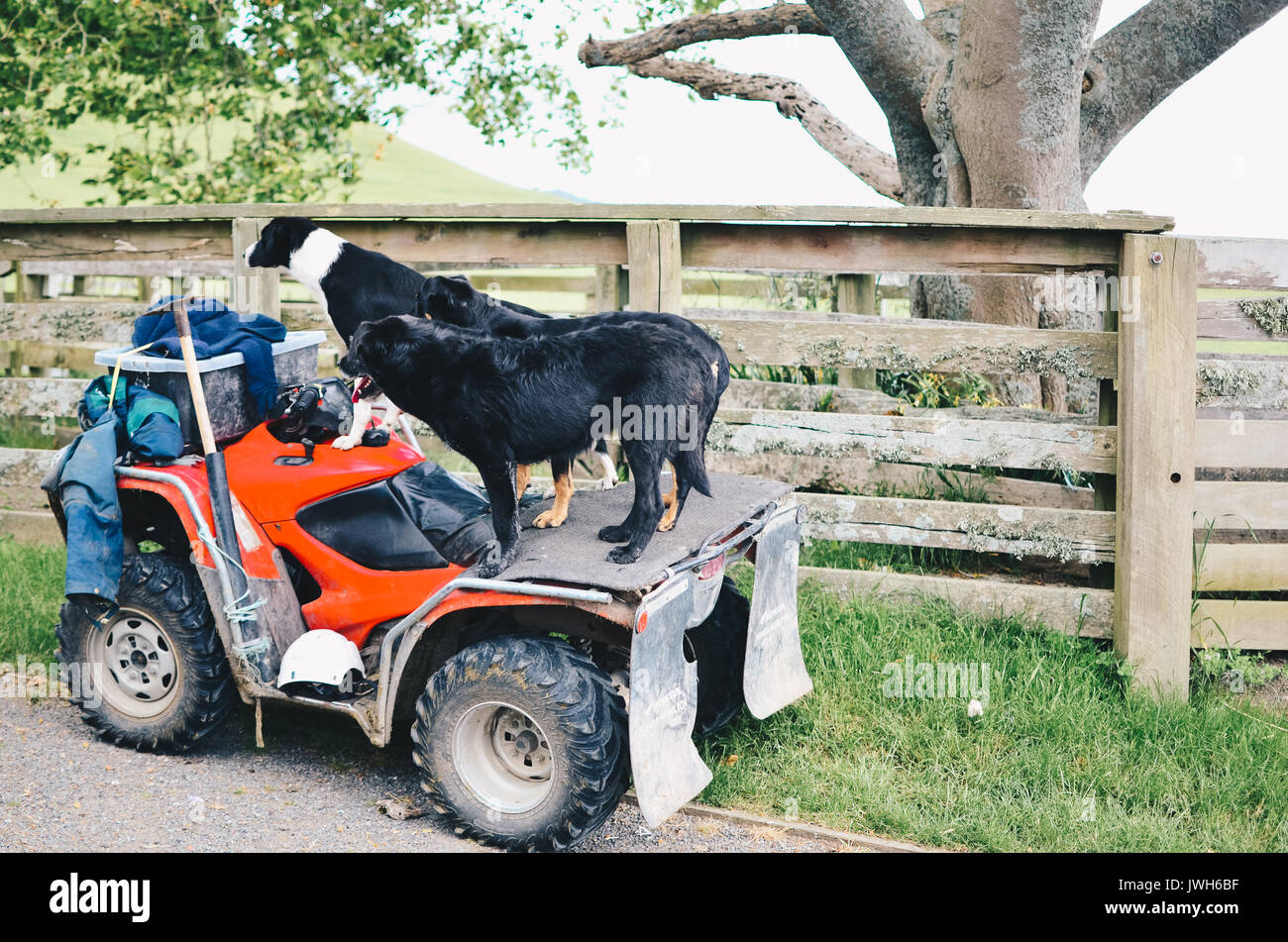 Sheep Dog Riding an ATV in a Farm Stock Photo Alamy