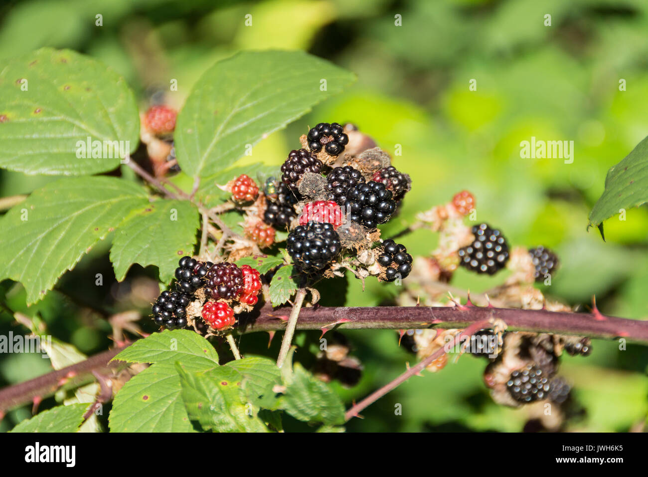 Wild blackberries - an edible fruit in the Rubus genus in the Rosaceae family Stock Photo