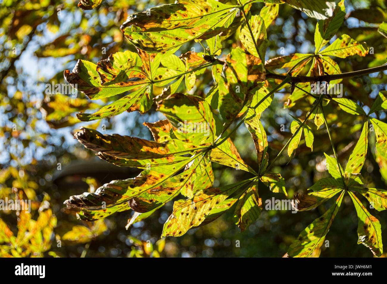 Horse Chestnut (Aesculus hippocastanum) leaves showing infestation by Horse Chestnut Leaf Miner Stock Photo