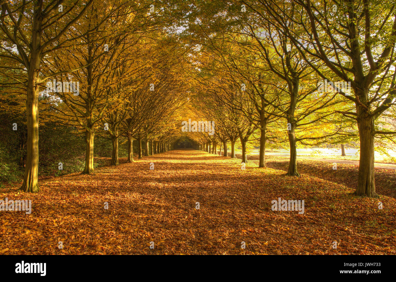 Anglesey Abbey autumn colours Stock Photo