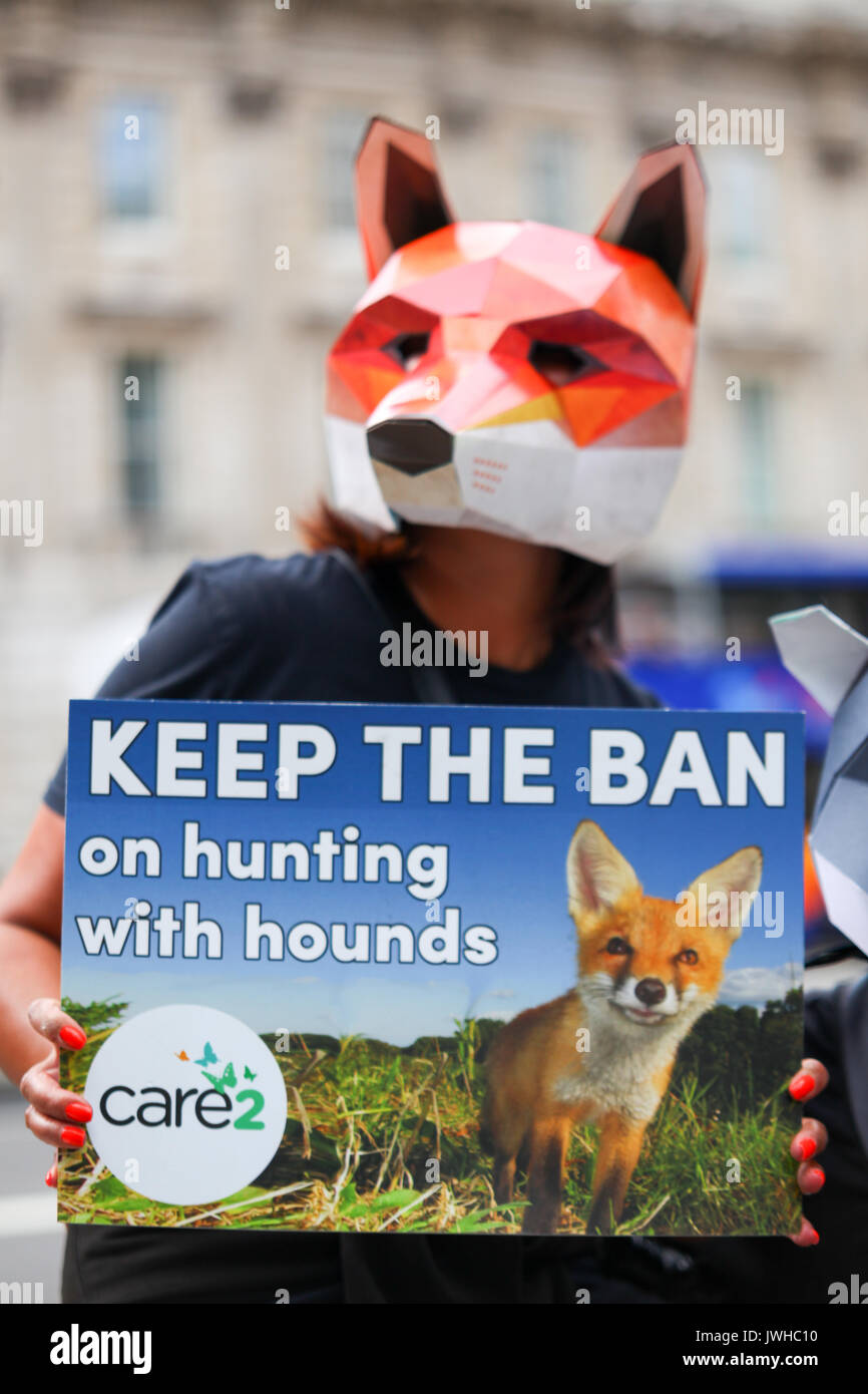 London, UK. 12th Aug, 2017. The Badger Trust, the Make Hunting History coalition and Care2 hold a joint protest march to Downing Street to call on the Conservative government to bring an immediate end to the badger cull policy and to strengthen rather than seek to repeal the Hunting Act. Penelope Barritt/Alamy Live News Stock Photo