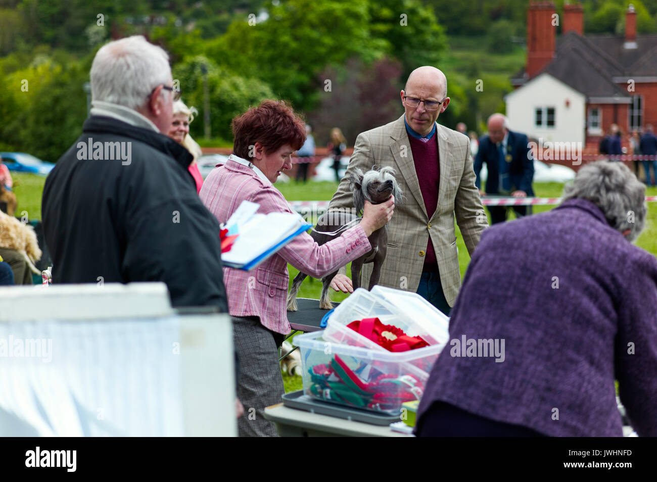 Dogs being judged at dogshow in Llangollen, Wales Stock Photo