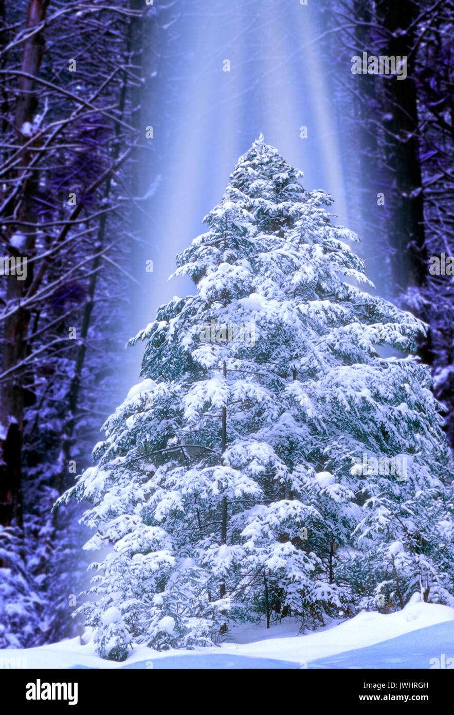 B1DA62 Evergreen in Underhill Vermont Stock Photo Alamy