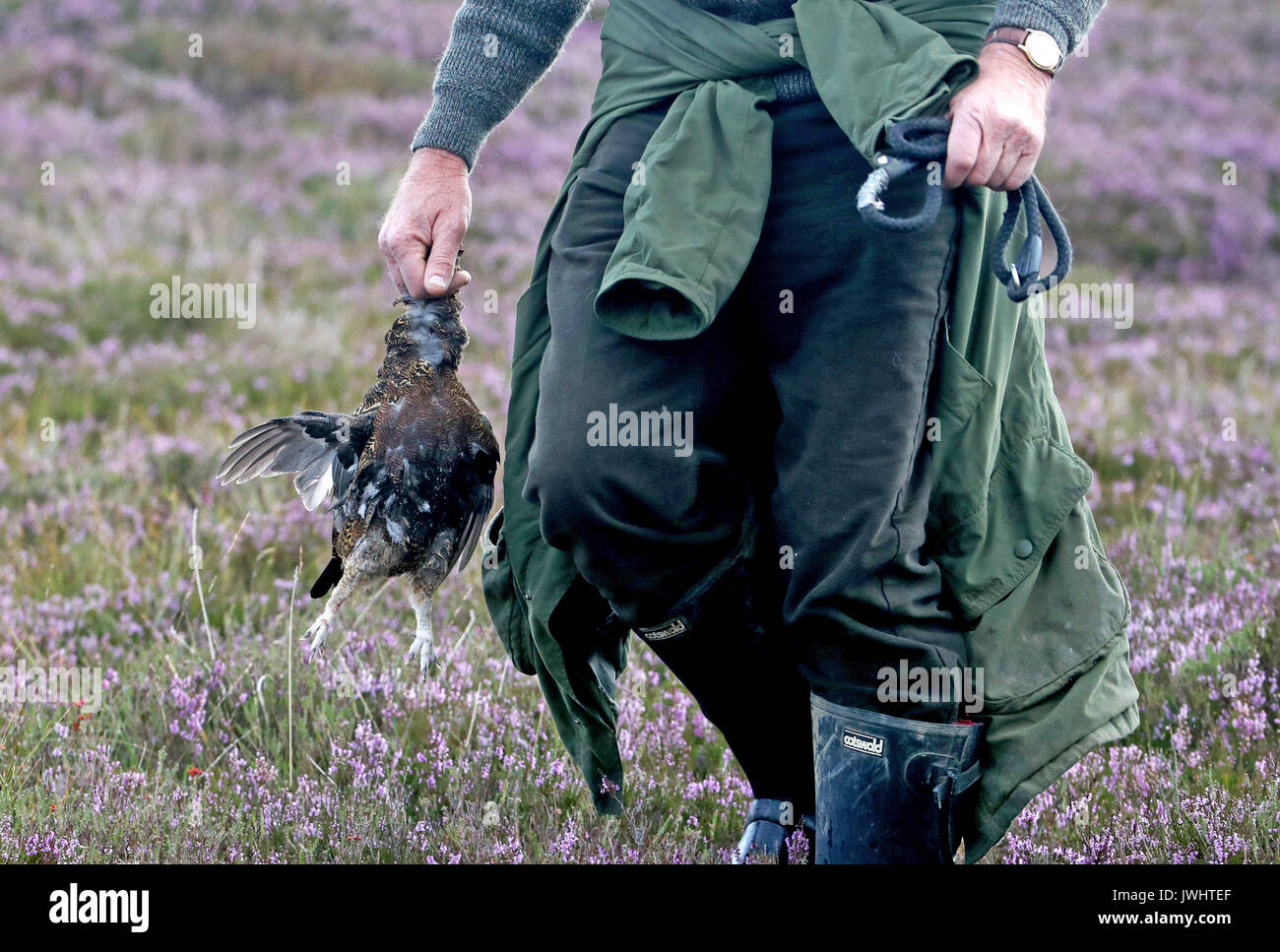 Members of a shooting party on the moors at the Alvie Estate near Aviemore on the Glorious Twelfth, the start of the grouse shooting season. Stock Photo