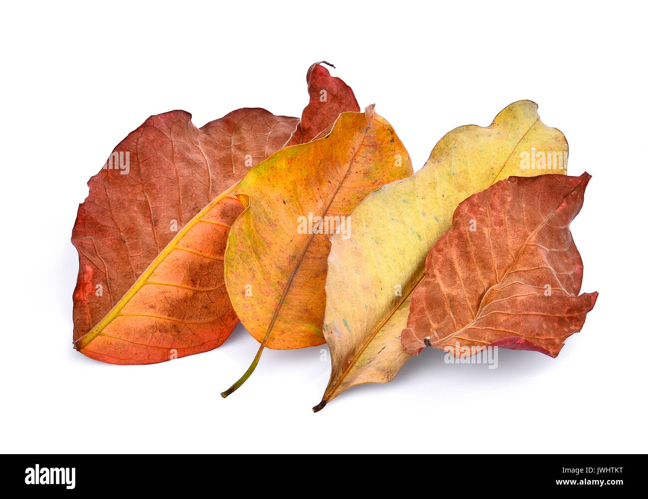 autumn leaves isolated on white background Stock Photo - Alamy