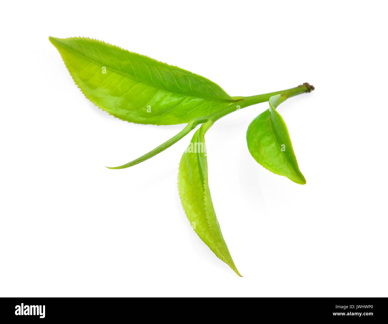 green tea leaf ilsolated on white background Stock Photo