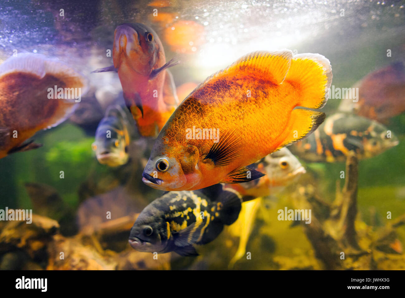 Two Oscar fish Astronotus ocellatus closeup shot on biotope Stock Photo