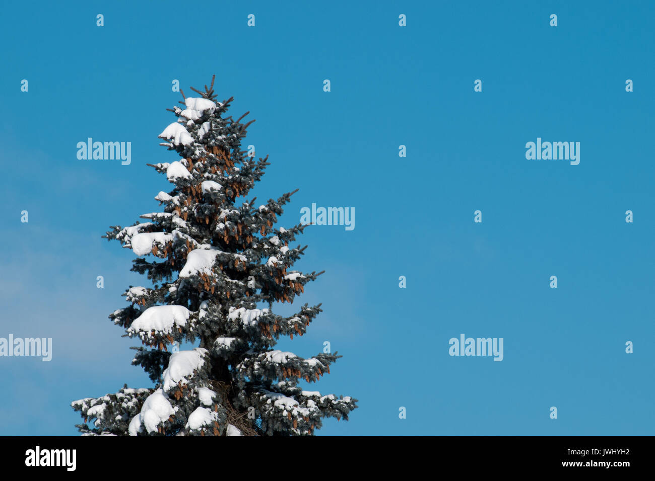 Snow covered pine tree in front of blue sky Stock Photo - Alamy