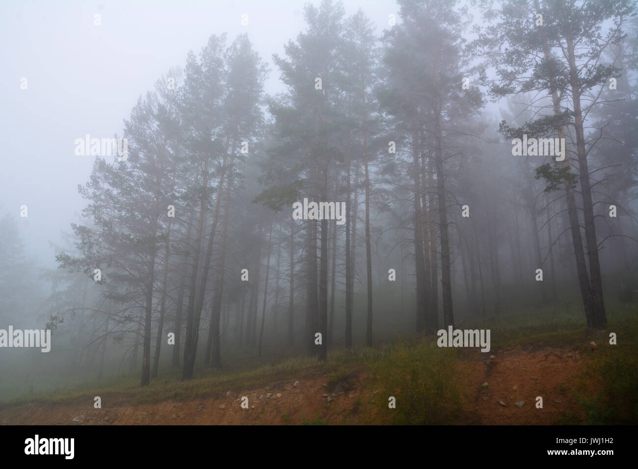 pine trees in mysterious misty fog Stock Photo - Alamy