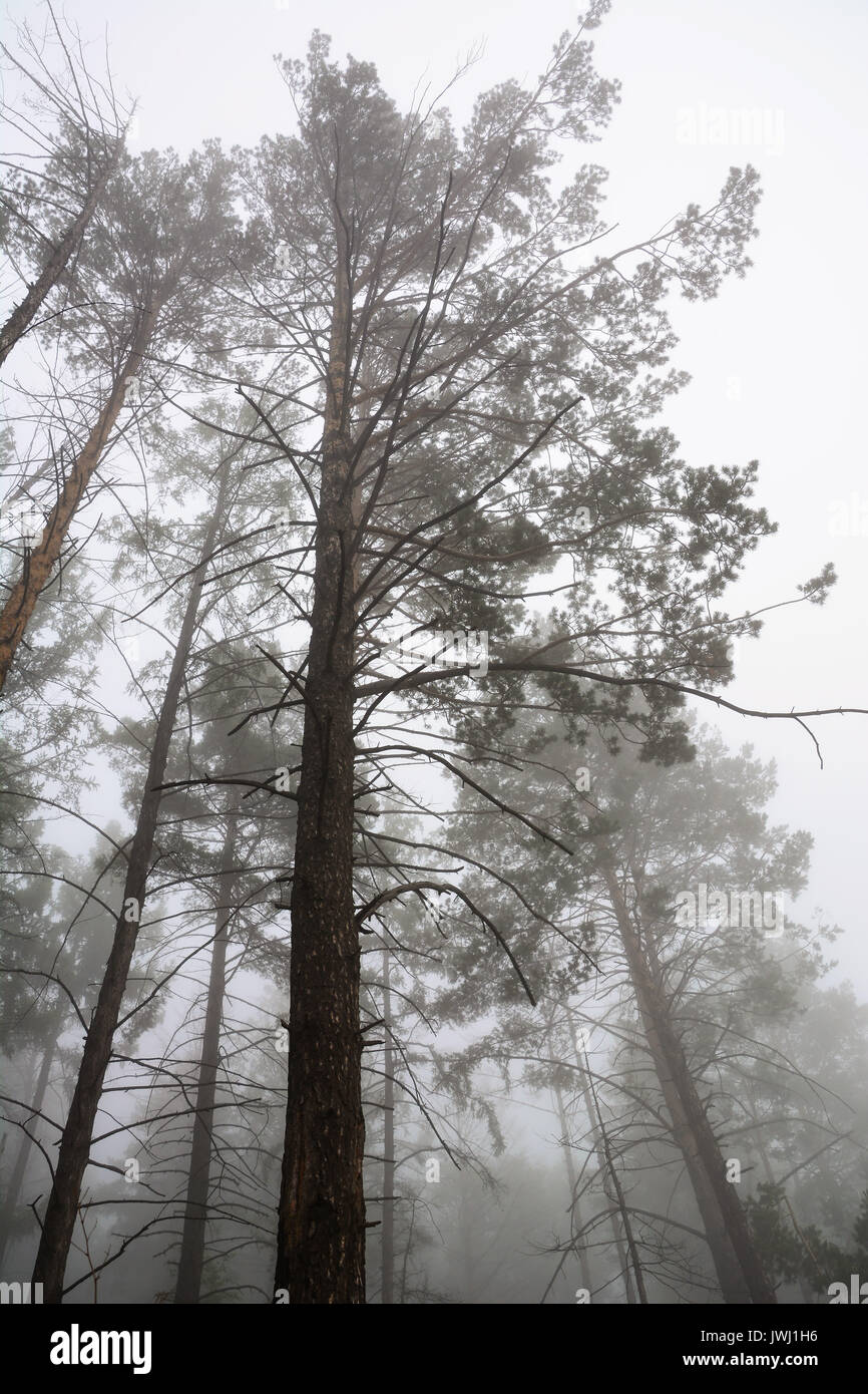 Tall pine trees in fog, trees in forest, warm light and fog Stock Photo
