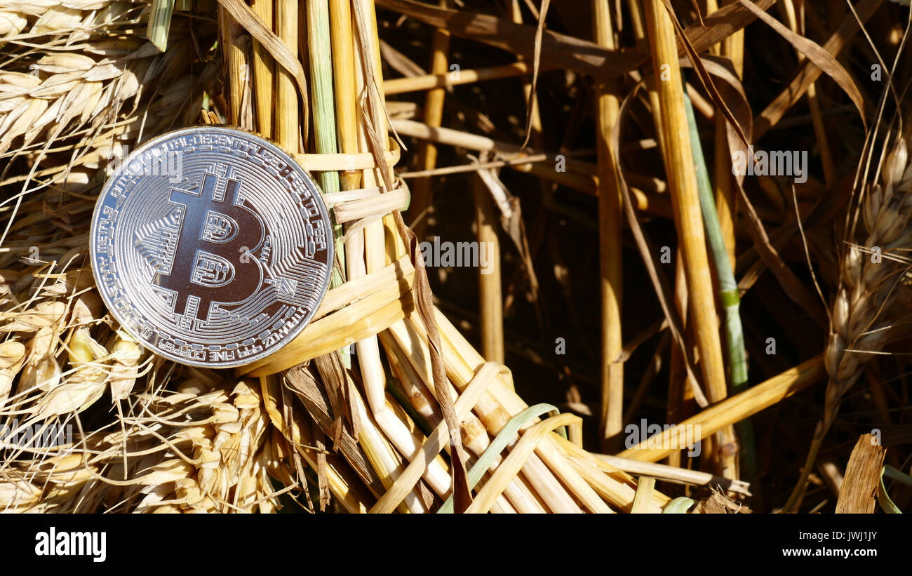 Silver bitcoin coin on weat outdoors Stock Photo