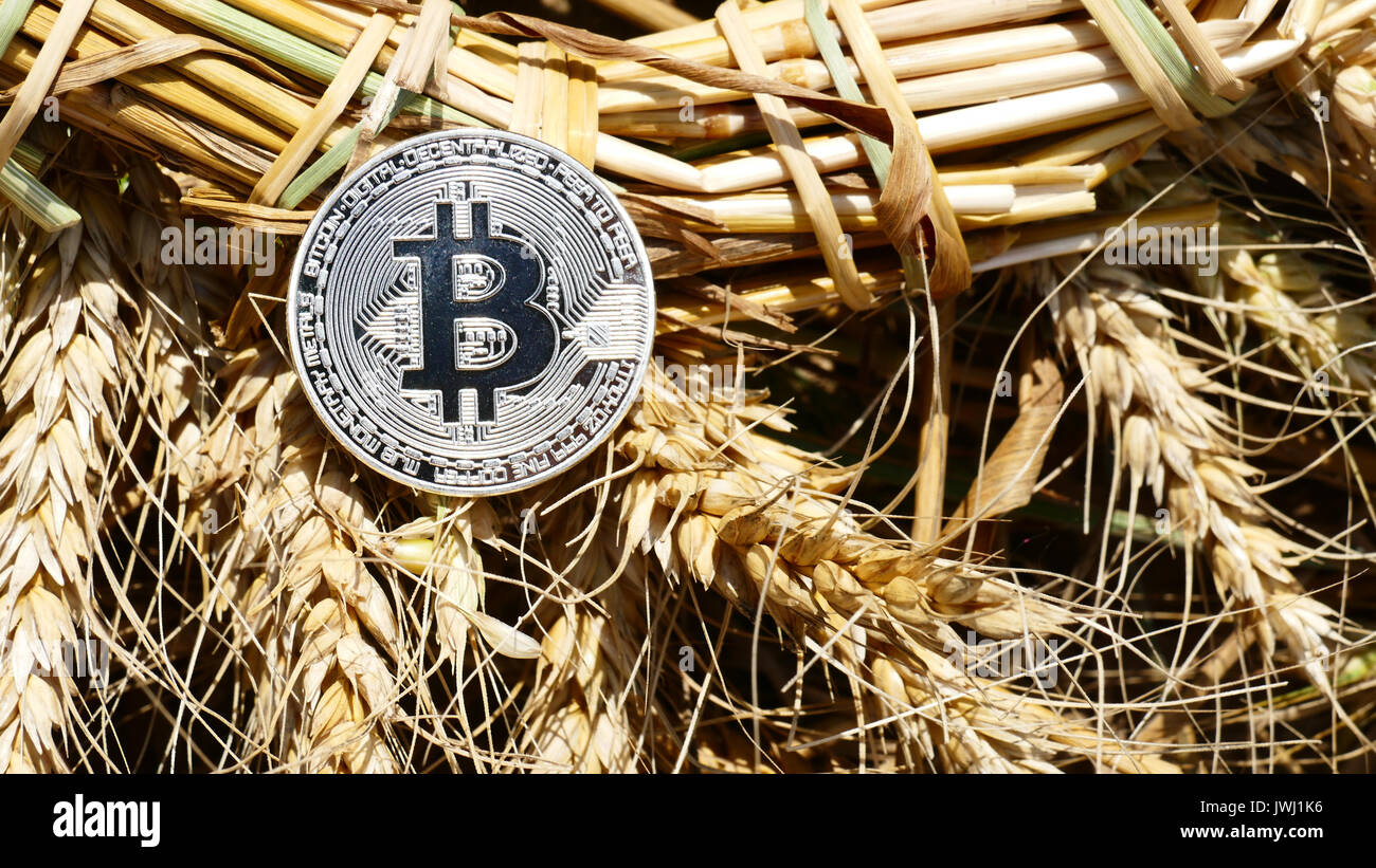 Silver bitcoin coin on weat outdoors Stock Photo