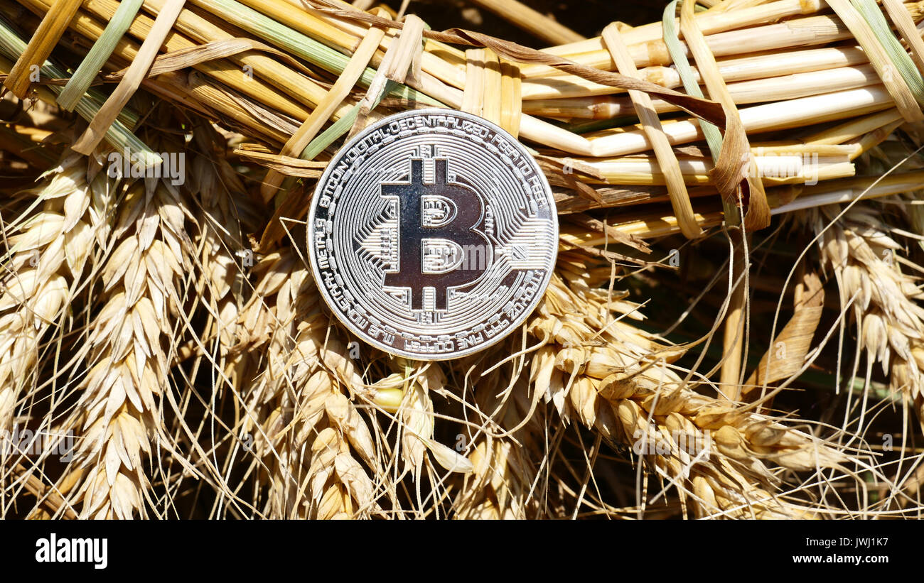Silver bitcoin coin on weat outdoors Stock Photo