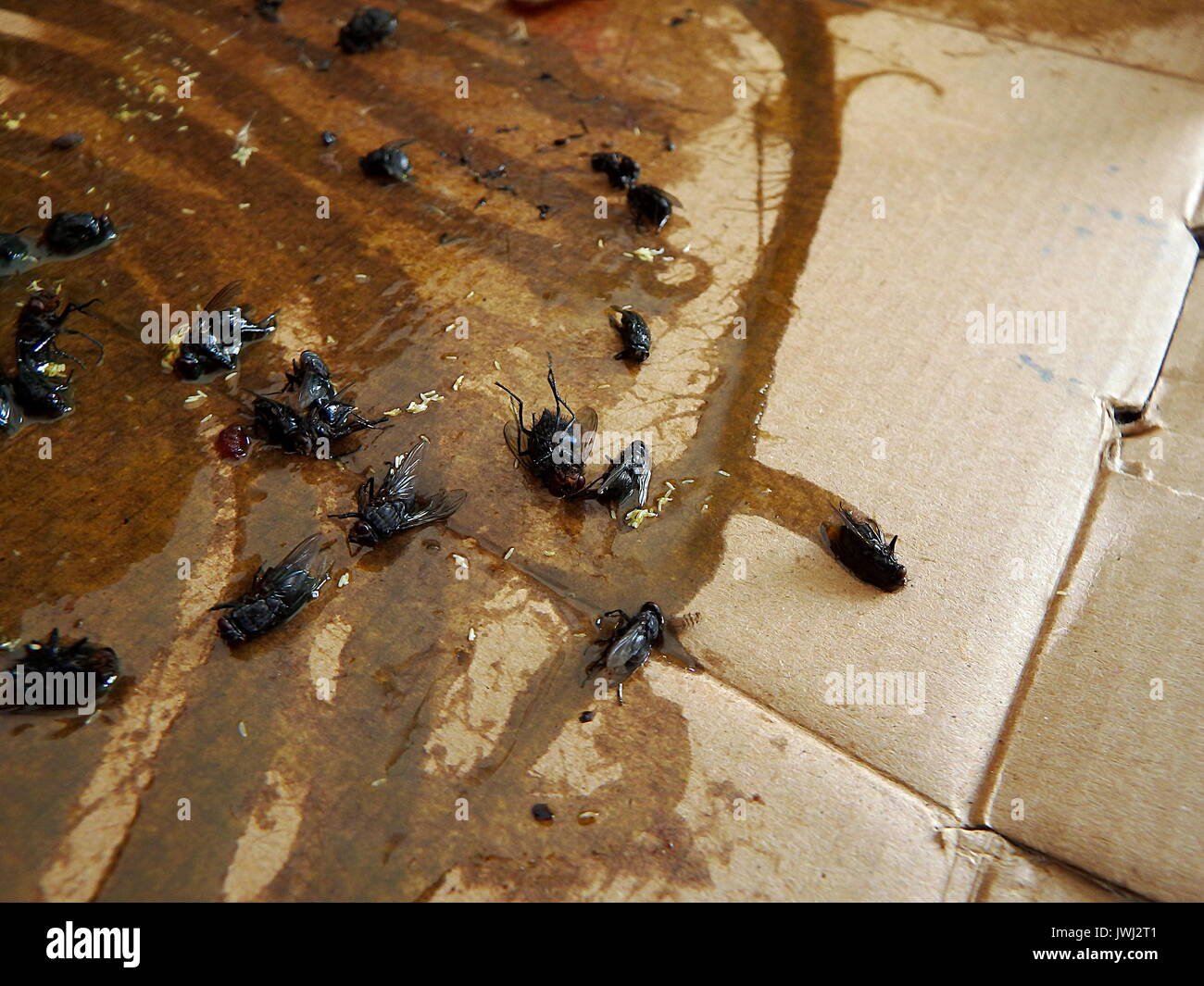 Flies caught on sticky fly paper trap Stock Photo Alamy