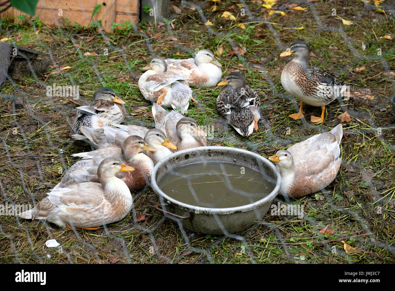 Silver Appleyard ducks sitting round a water bath bowl in a fenced fox