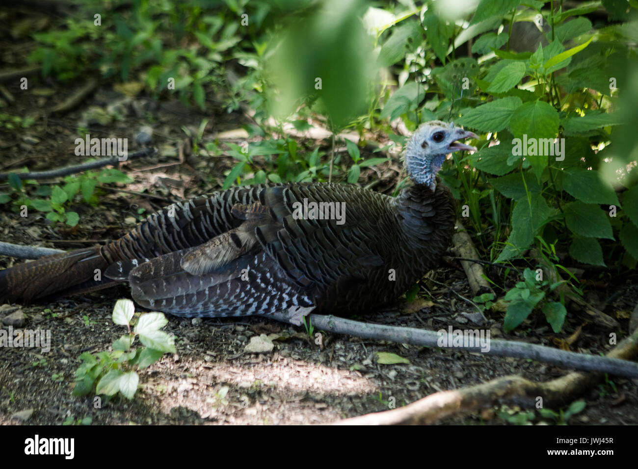 Wild Turkey Eating Bird Feeder Stock Photos Wild Turkey Eating