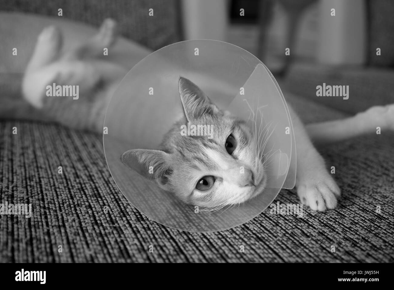 A young female cat, feeling sorry for herself having been spayed Stock Photo