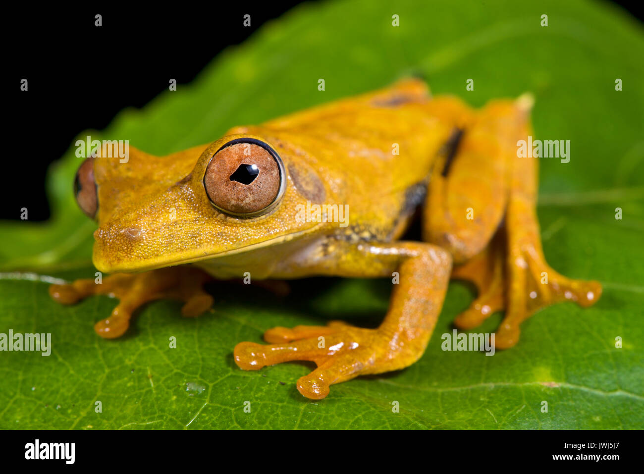 Map tree frog, Hypsiboas geographicus Stock Photo