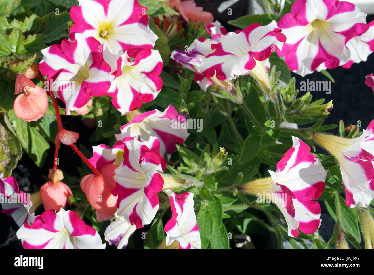 Solanaceae Petunia Trailing English Garden Plant Stars and Stripes  Multi Coloured Stock Photo