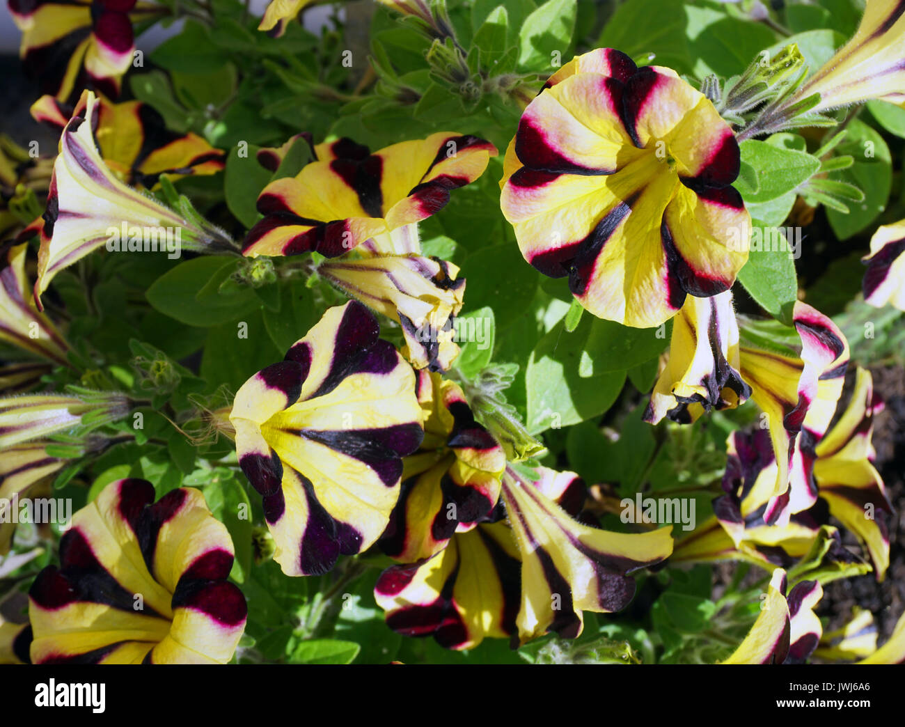 Solanaceae Petunia Trailing English Garden Plant Stars and Stripes  Multi Coloured Stock Photo