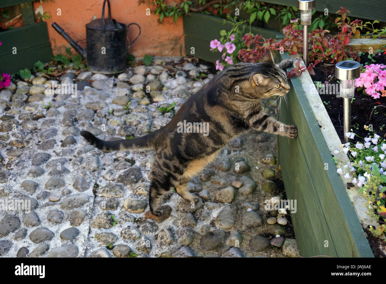 Domestic Curious Short Haired Tabby Female Pet Cat Inspecting a flower bed standing on hind legs on pebbles Stock Photo