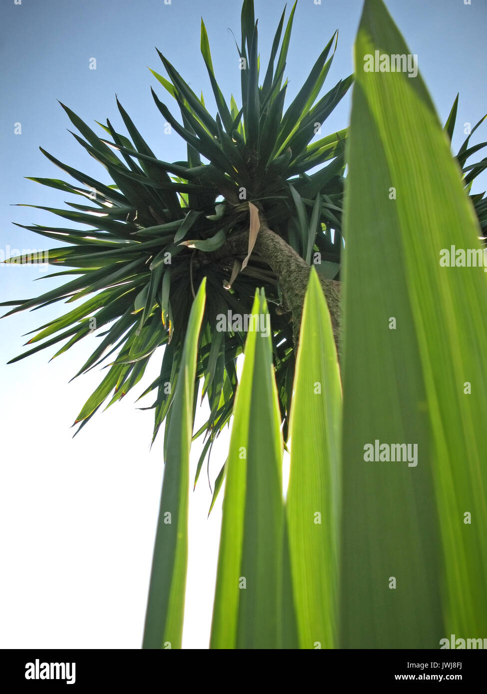 Palm trees vector hi-res stock photography and images - Alamy