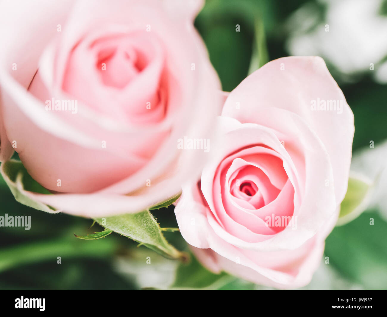 Love pink roses hi-res stock photography and images - Alamy