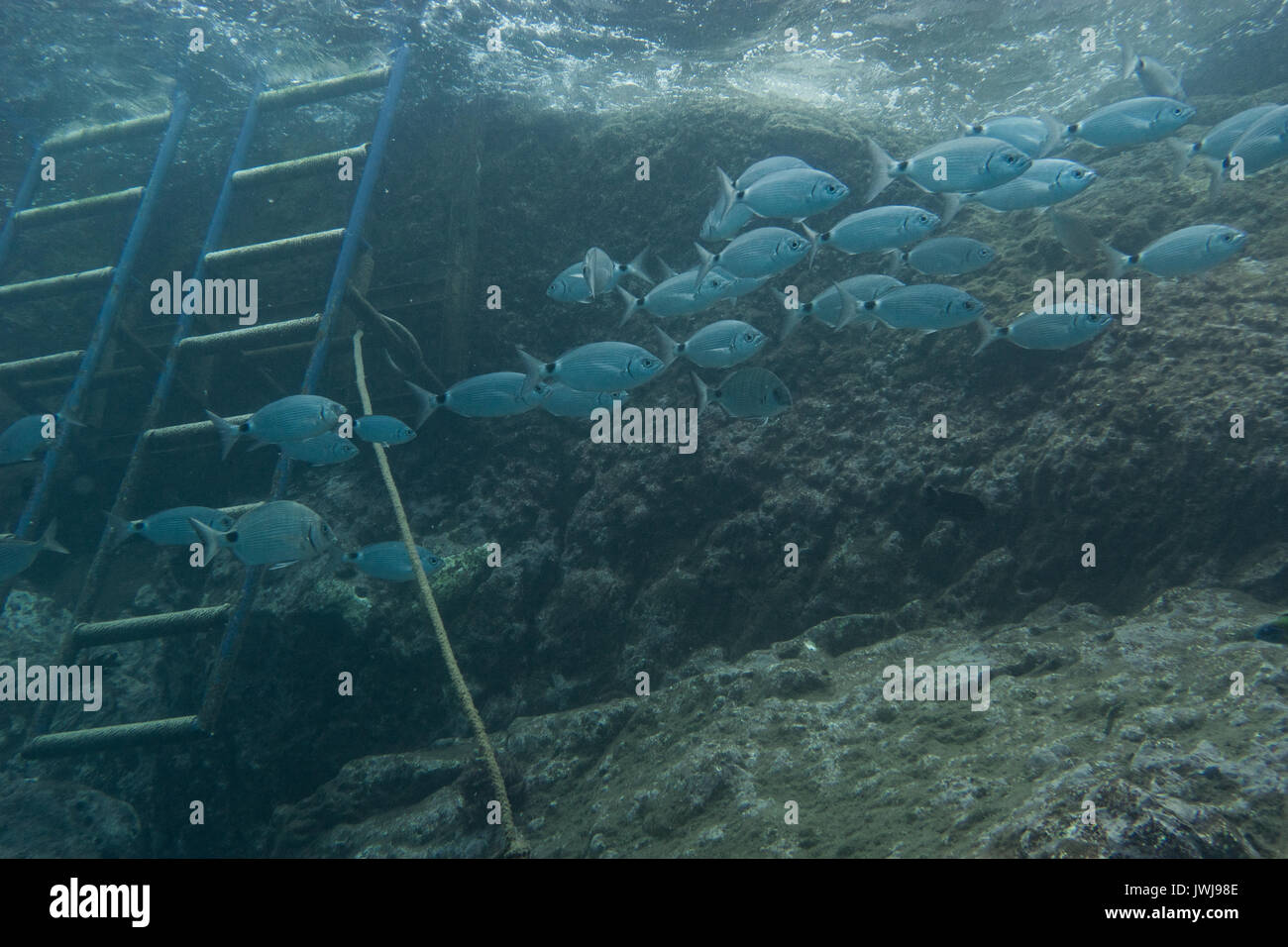 Underwaterworld at Madeira Stock Photo