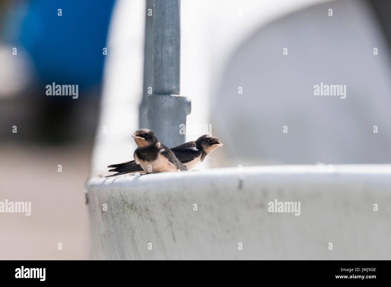 Two juvenile Swallows (Hirundo rustica) perched on the side of a boat Stock Photo