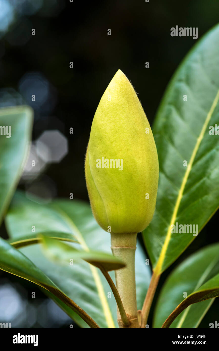 Tightly closed, large flower bud of magnolia grandiflora exmouth Stock Photo