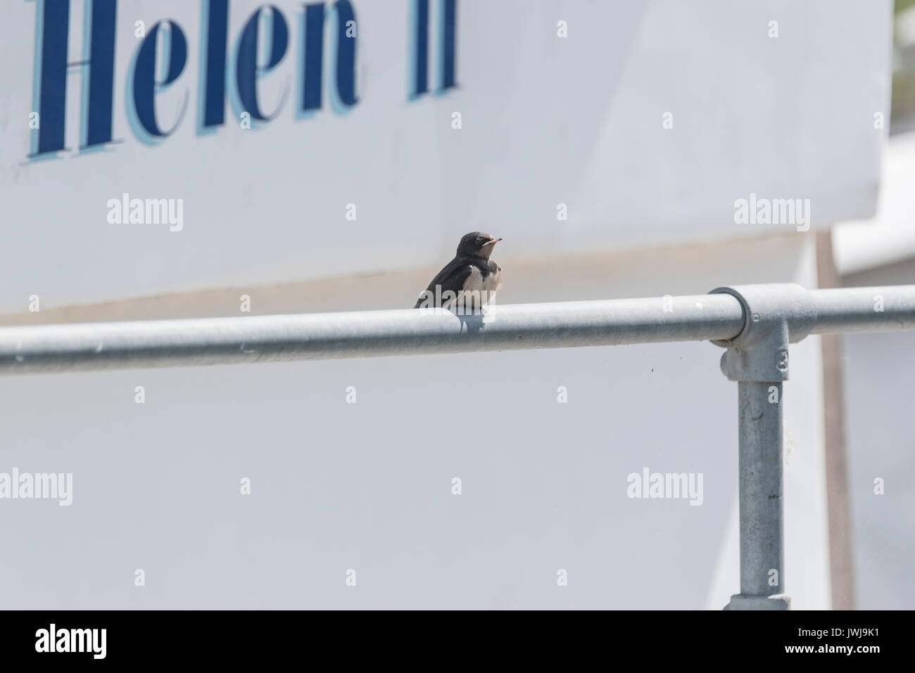 A juvenile Swallow (Hirundo rustica) perched on a boat rail Stock Photo
