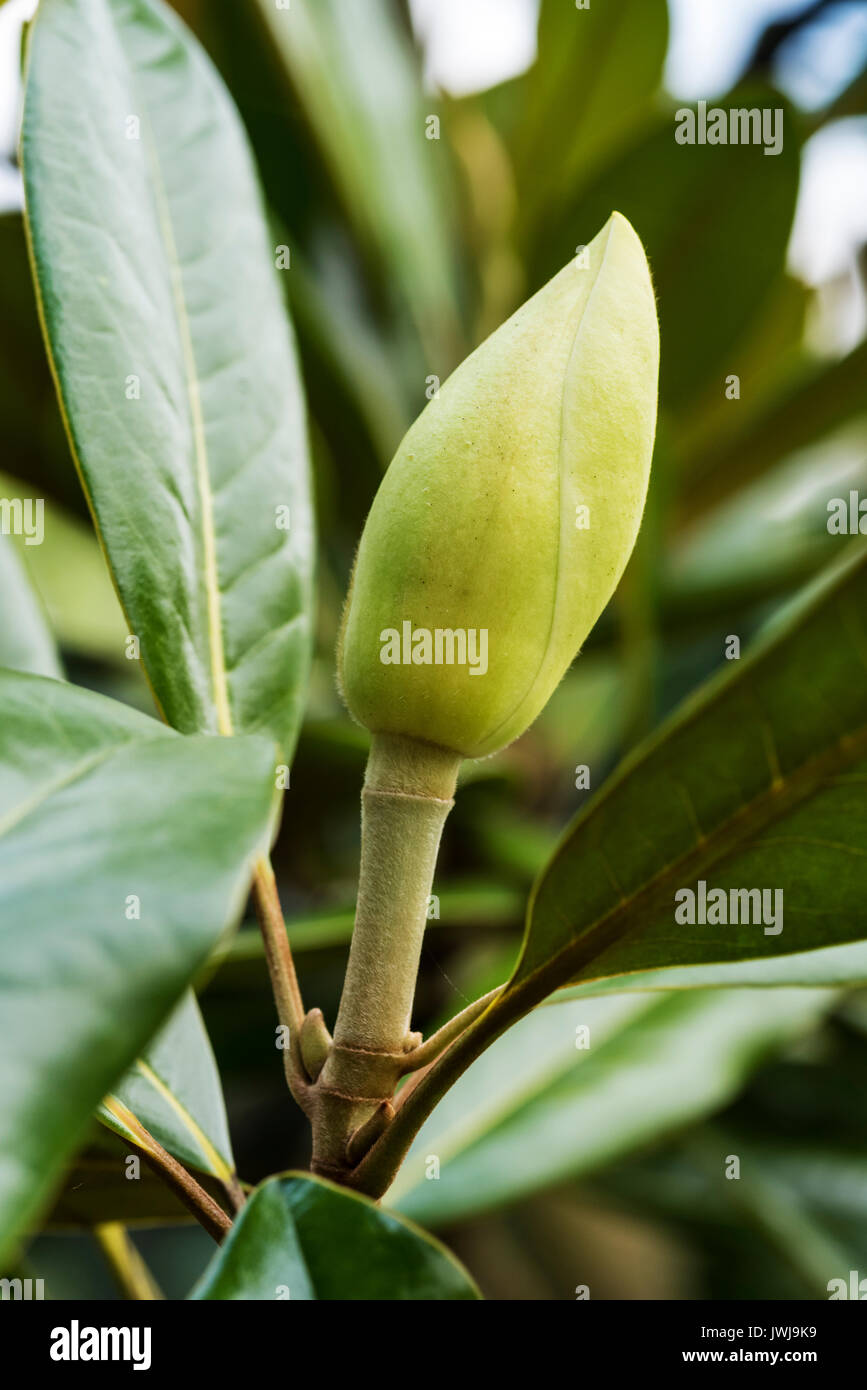 Tightly closed, large flower bud of magnolia grandiflora exmouth Stock Photo
