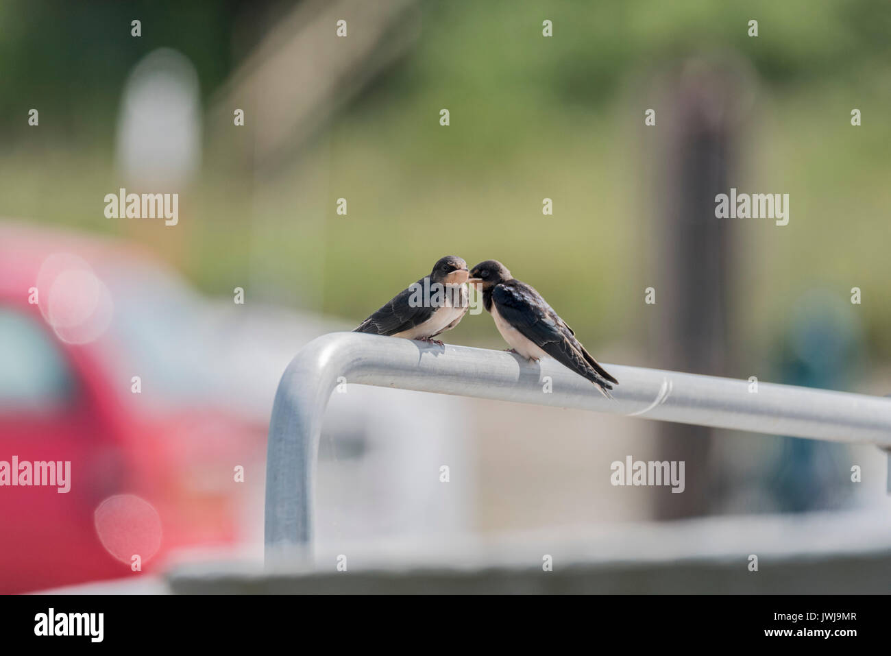 Two juvenile Swallows (Hirundo rustica) perched on a boat rail Stock Photo