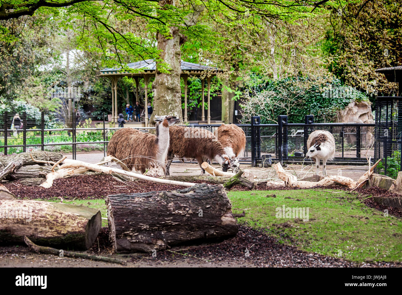 Amsterdam, Netherlands - April, 2017: Alpaca lama animals in Amsterdam, Zoo Stock Photo