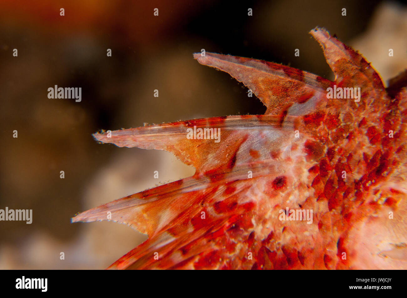 close-up view of the dorsal fin of a Small red scorpionfish (Scorpaena notata), L'escala, Costa Brava, Catalonia, Spain Stock Photo