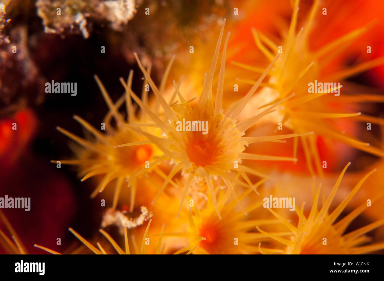 yellow cluster anemone (Parazoanthus axinellae), L'escala, Costa Brava, Catalonia, Spain Stock Photo