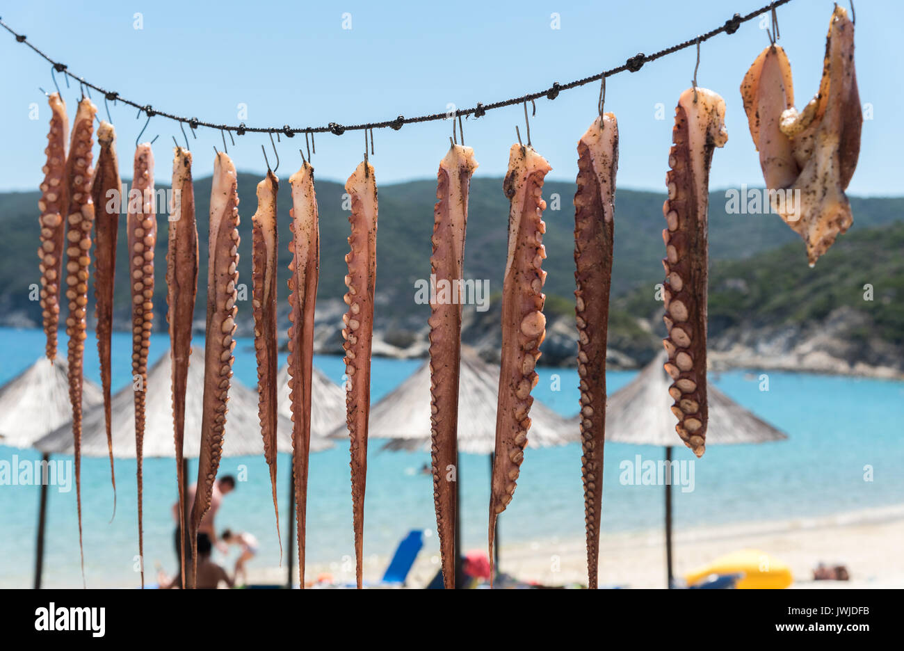 Fresh octopus mollusc meze hanging in a Greek sandy beach  after fishing and cut in pieces ready for cooking Stock Photo