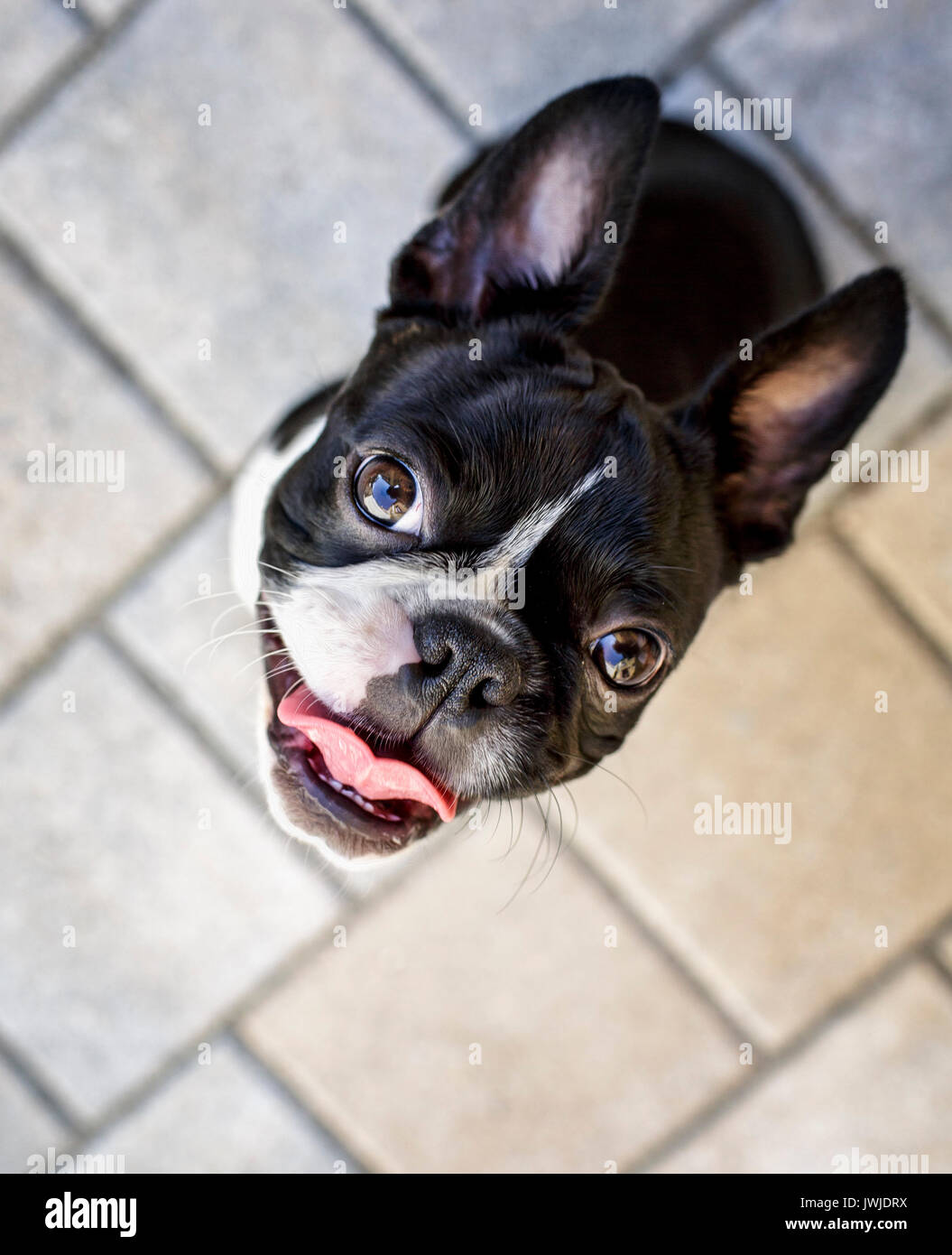 Outdoor portrait of a young Boston Terrier on a sunny summer day Stock Photo