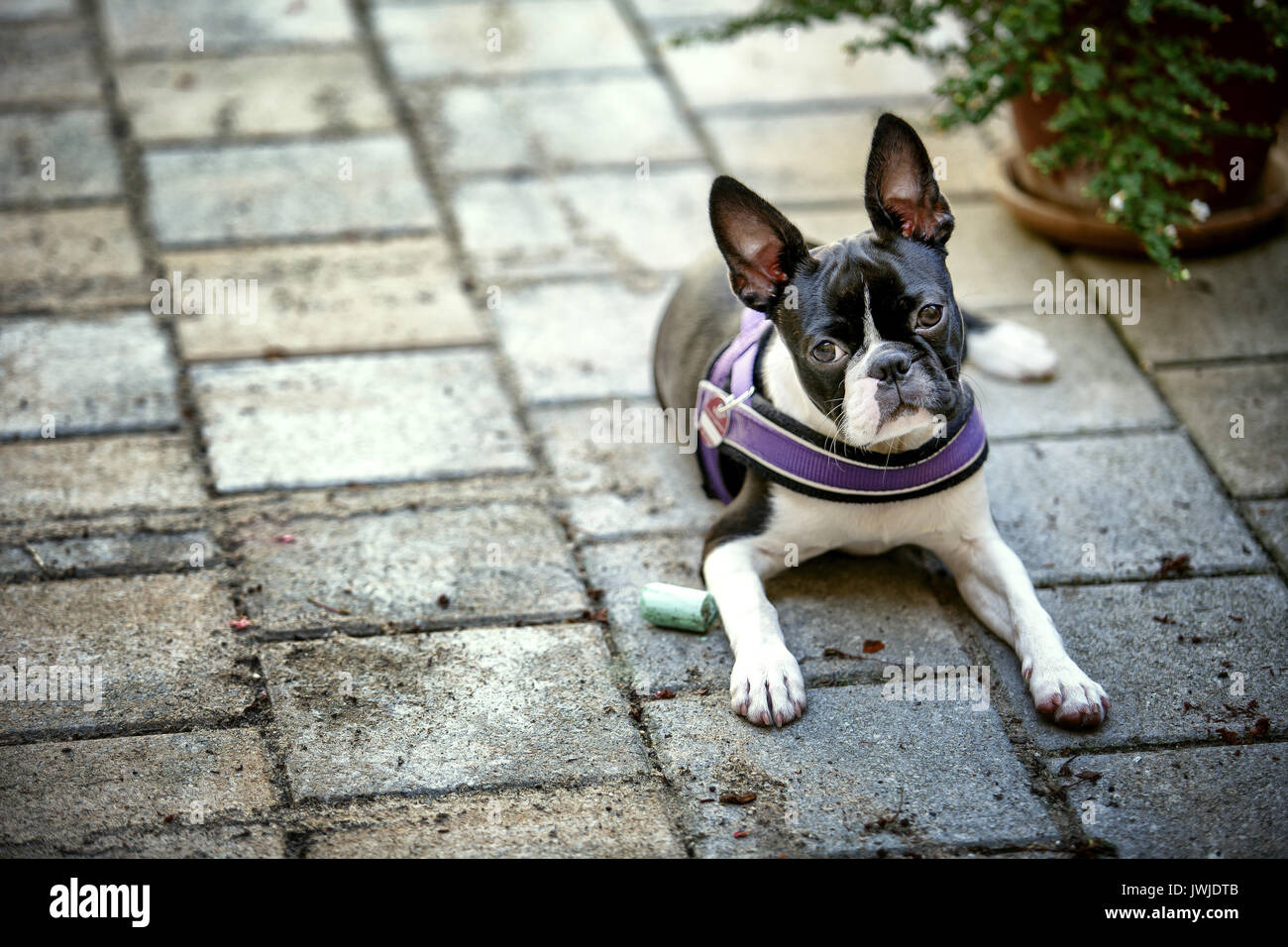Outdoor portrait of a young Boston Terrier on a sunny summer day Stock Photo