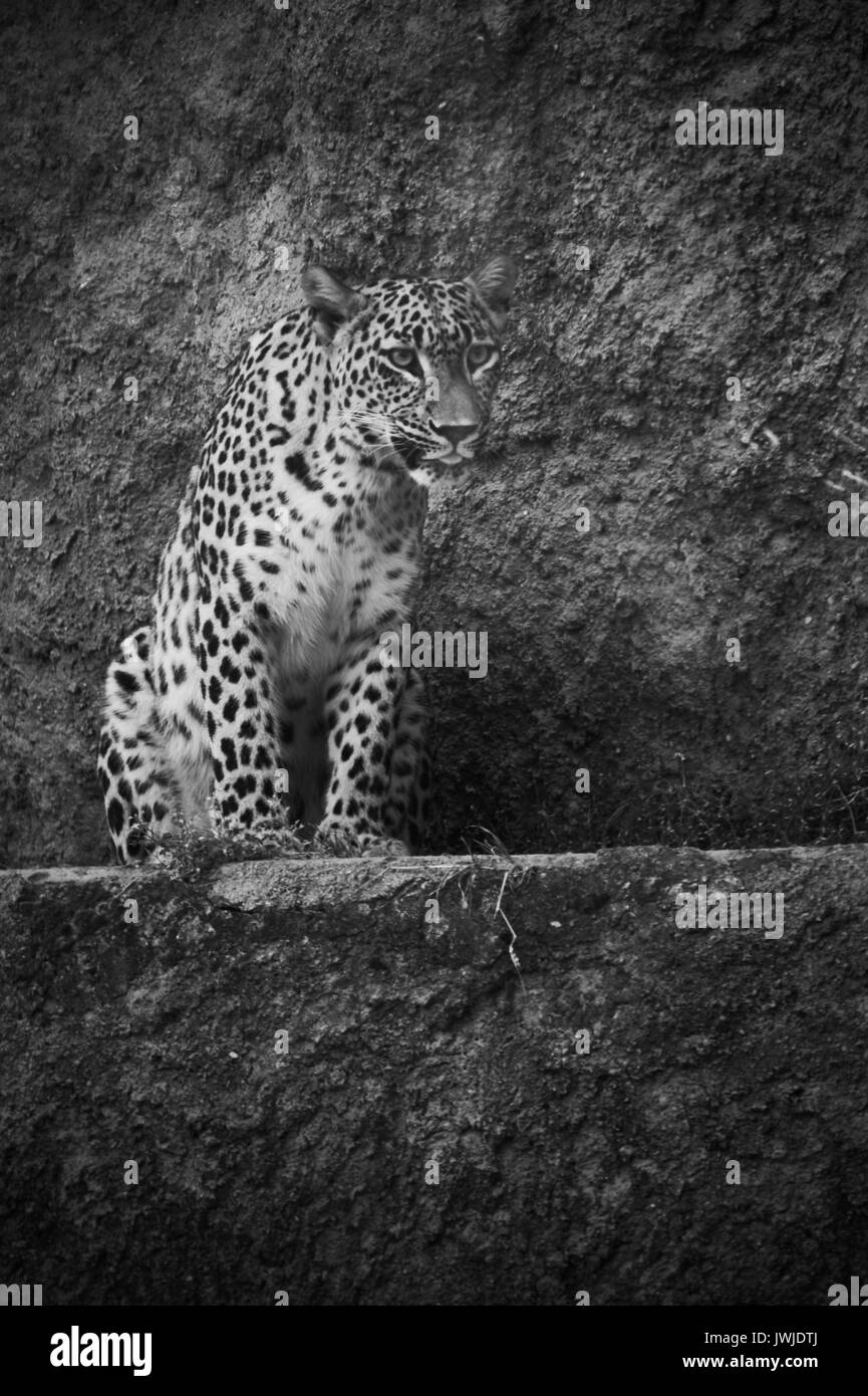 Leopard Black and White Stock Photos & Images - Alamy