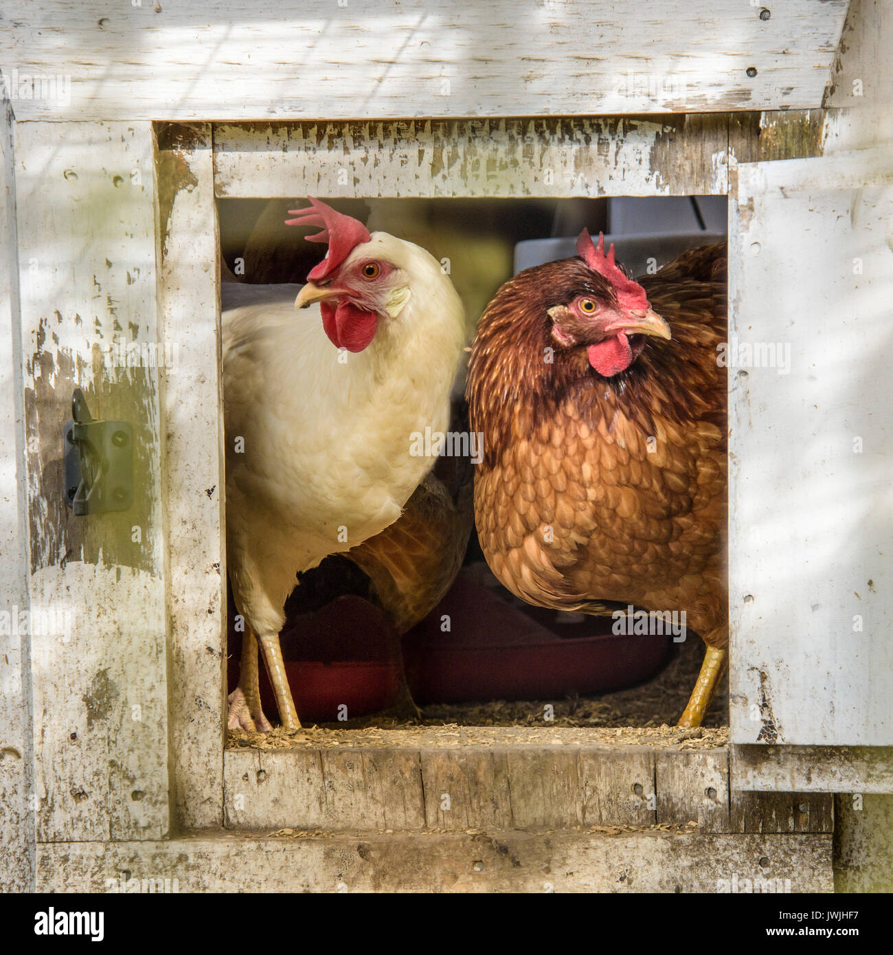 Chicken hens in coop Stock Photo Alamy