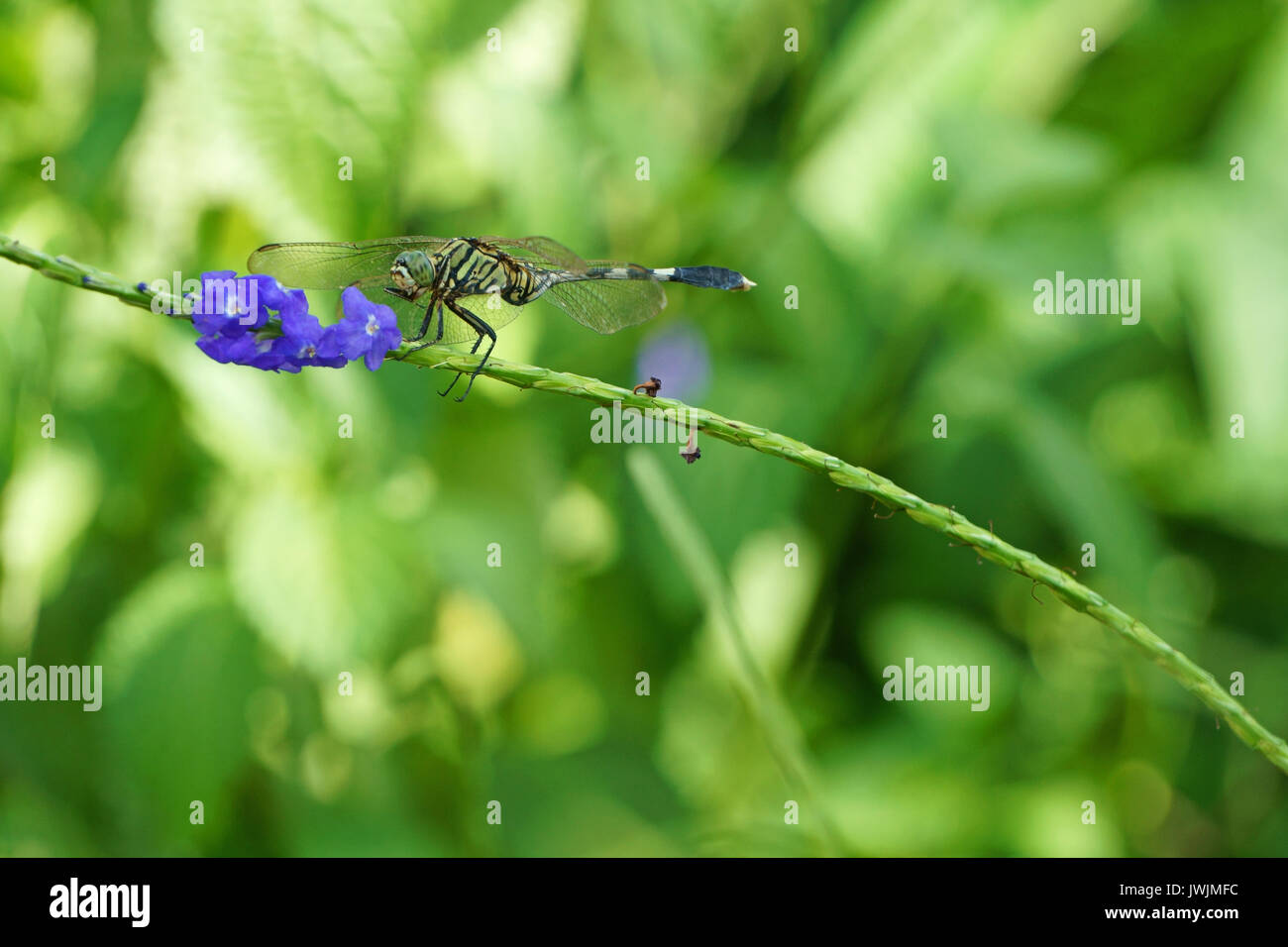 Dragonfly (Anisoptera) with purple flowers Stock Photo