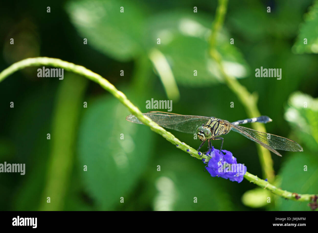 Dragonfly (Anisoptera) with purple flowers Stock Photo