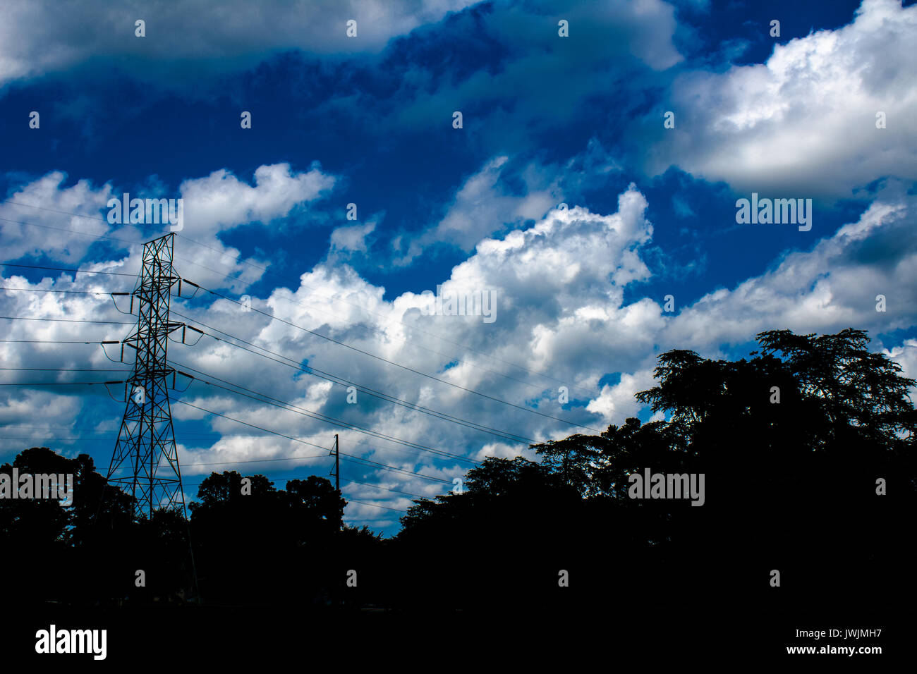 Perspective of the trees and power lines Stock Photo - Alamy