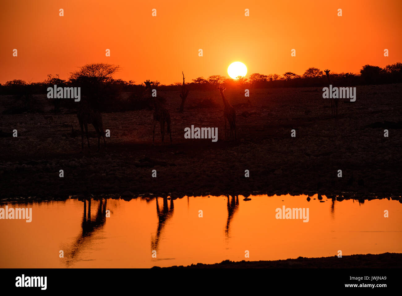 Giraffes reflected in the waters of the waterhole at dusk Stock Photo