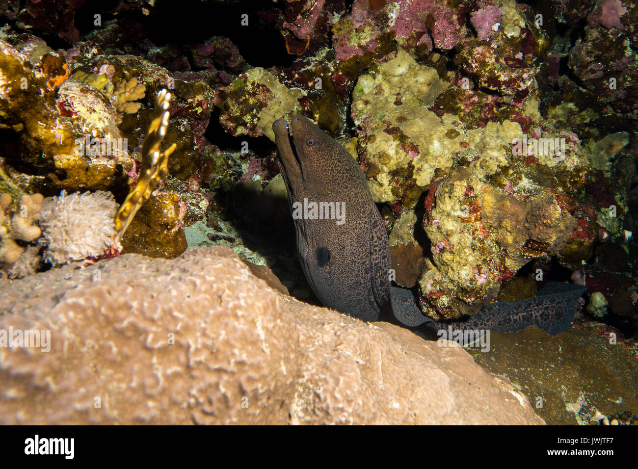 Moray Eel in the red sea in egypt Stock Photo Alamy